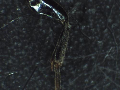 Réf. 296 956 : Hedychrum gerstaeckeri